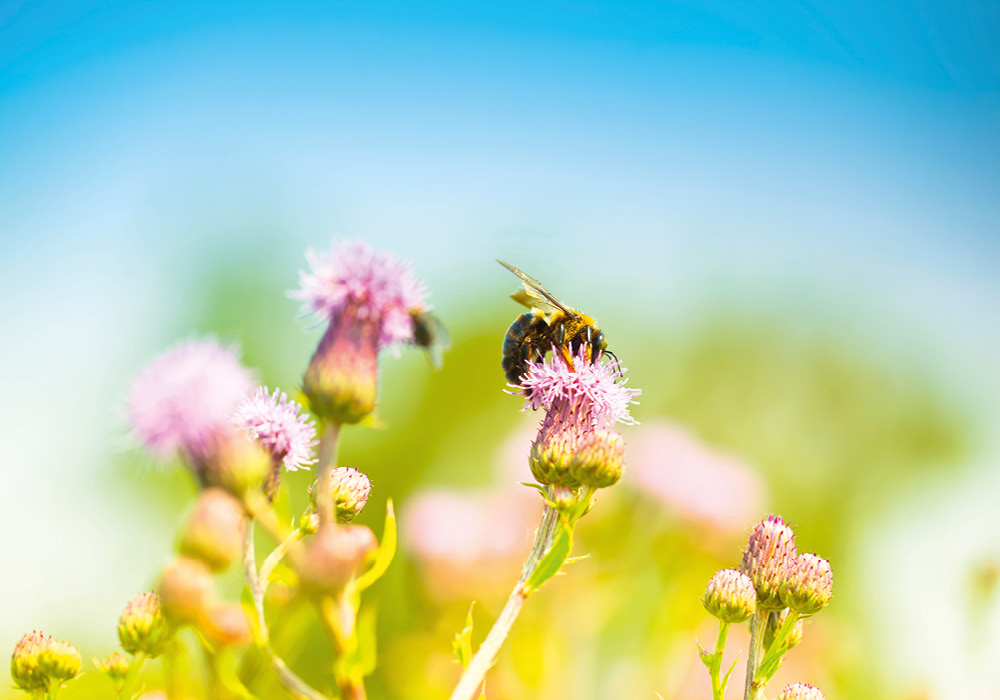 blumenwiese mit biene
